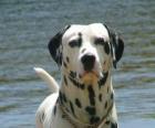 Dalmatian σκύλους με το δέρμα της, καλύπτονται από το σποτ